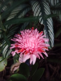 afrodite