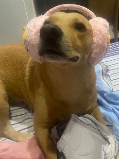Bolachinha