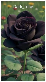 dark_rose