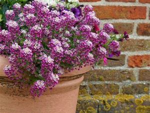 Flordemel