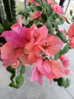 Francine