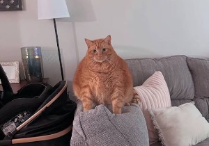 Garfild