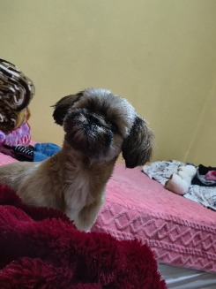 iza