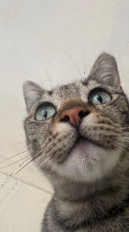 Luena
