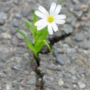 pequena_flor