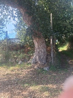 Trenga